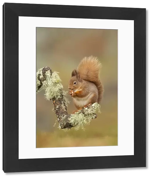 Red Squirrel - sitting on a lichen covered branch and eating in woodland - February - Scotland - UK
