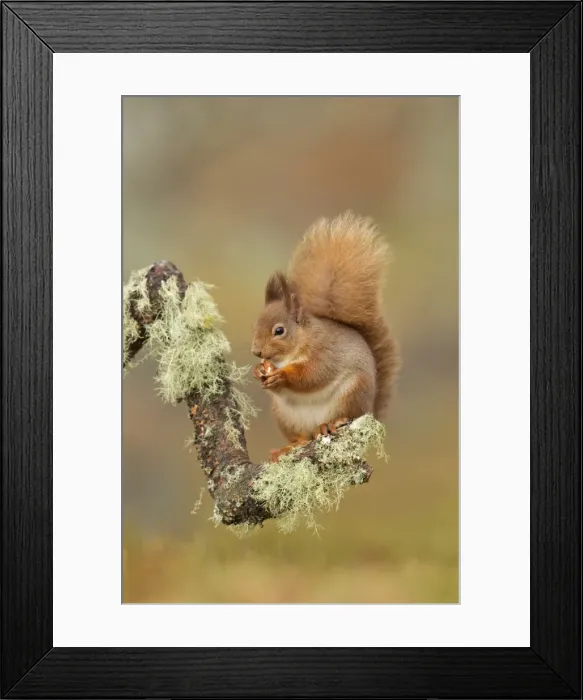 Framed Print : Red Squirrel - sitting on a lichen covered branch and eating in woodland - February - Scotland - UK Framed Print : Red Squirrel - sitting on a lichen covered branch and eating in woodland - February - Scotland - UK