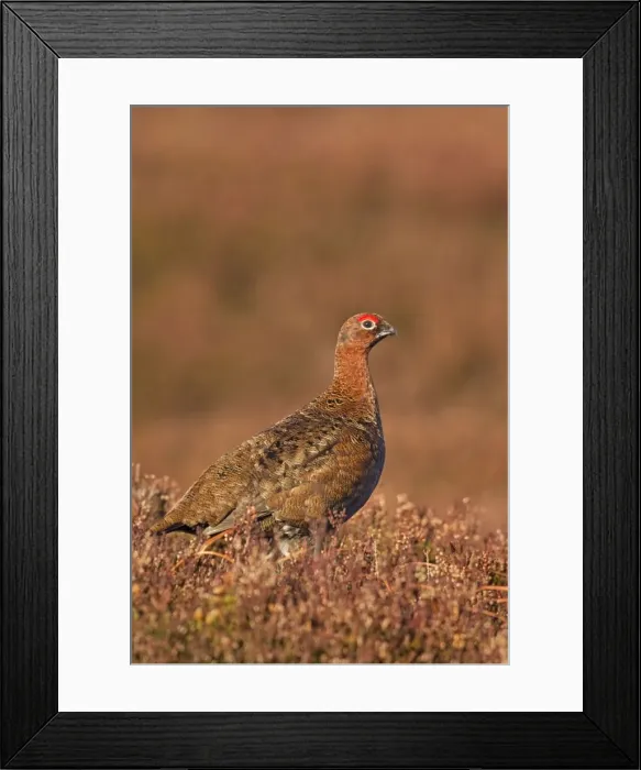 Framed Print : Red Grouse - standing amongst the heather in early morning sunshine - February - Scotland - UK Framed Print : Red Grouse - standing amongst the heather in early morning sunshine - February - Scotland - UK