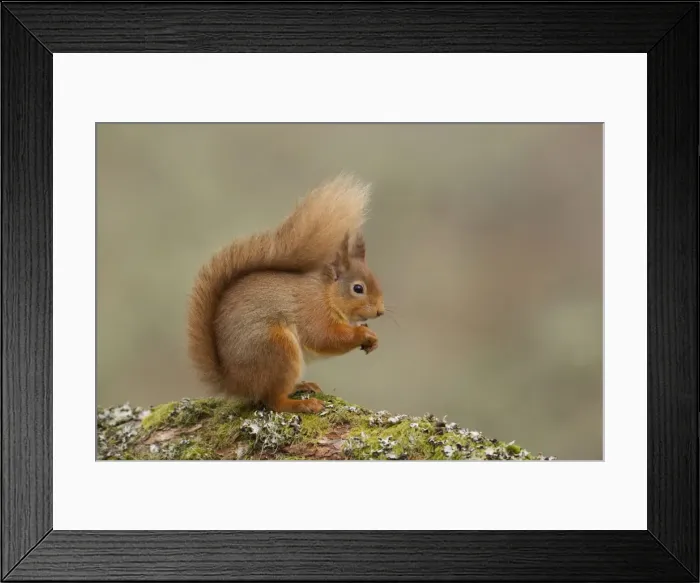 Framed Print : Red Squirrel - resting and eating nuts on a lichen covered log - February - Aviemore - Scotland Framed Print : Red Squirrel - resting and eating nuts on a lichen covered log - February - Aviemore - Scotland