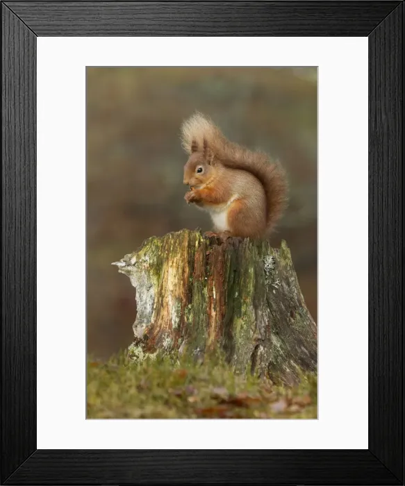 Framed Print : Red Squirrel - sitting on an old tree stump eating nuts - February - Aviemore - Scotland Framed Print : Red Squirrel - sitting on an old tree stump eating nuts - February - Aviemore - Scotland