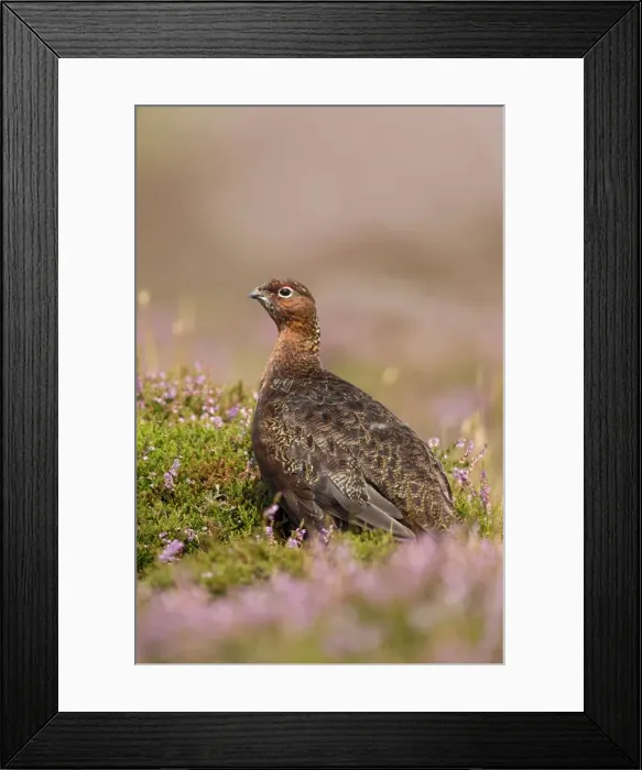 Framed Print : Red Grouse - walking through heather - August - Grinton - Yorkshire Dales - England Framed Print : Red Grouse - walking through heather - August - Grinton - Yorkshire Dales - England