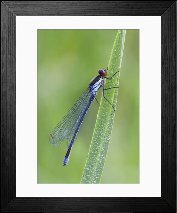 Framed Print : Red Eyed Damselfly - male resting on Yellow Flag leaf - August - Cannock - Staffordshire - England