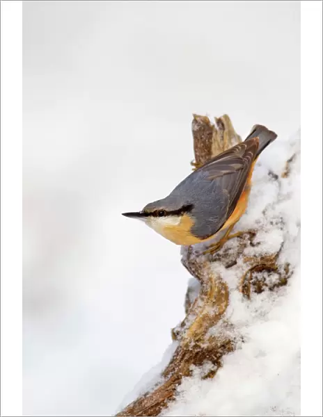 Nuthatch - portrait on a snow covered old stump - December - Cannock Chase - Staffordshire - England