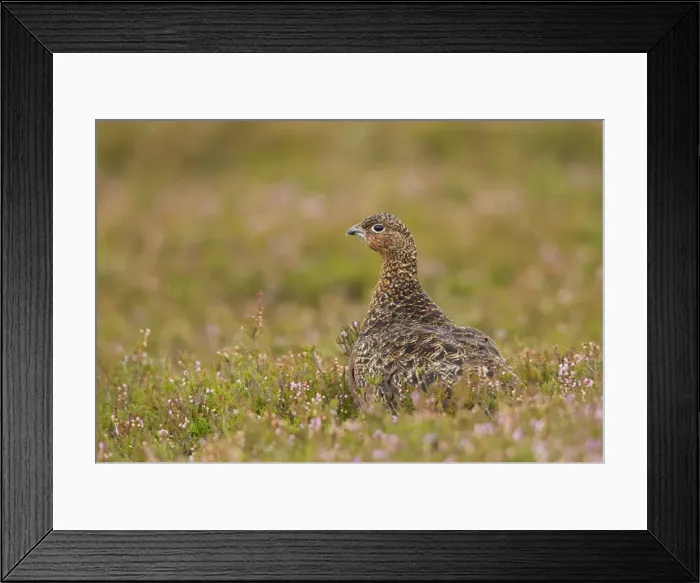 Framed Print : Red Grouse - walking through heather - Female - August - Grinton - Yorkshire Dales - England Framed Print : Red Grouse - walking through heather - Female - August - Grinton - Yorkshire Dales - England