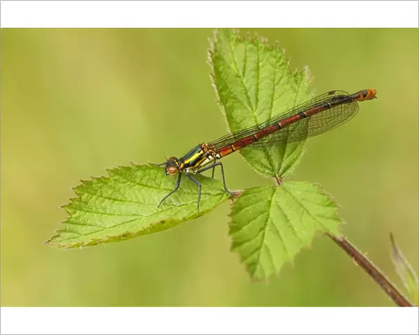 Large Red Damselfly - still in early stages and not yet developed full colour while resting on bramble leaves - May - Cannock Chase - Staffordshite - England