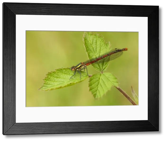 Framed Print : Large Red Damselfly - still in early stages and not yet developed full colour while resting on bramble leaves - May - Cannock Chase - Staffordshite - England Framed Print : Large Red Damselfly - still in early stages and not yet developed full colour while resting on bramble leaves - May - Cannock Chase - Staffordshite - England