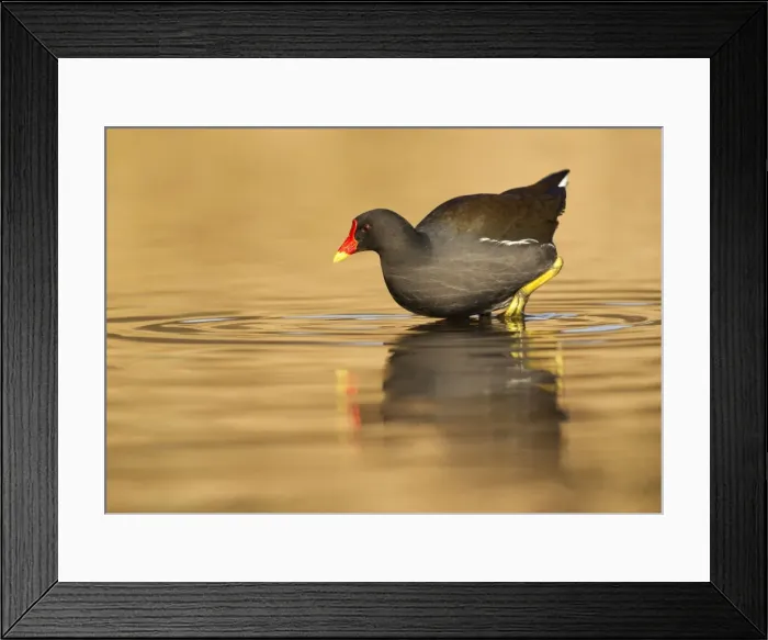 Framed Print : Moorhen - walking in shallow golden water - January - Cannock - Staffordshire - England Framed Print : Moorhen - walking in shallow golden water - January - Cannock - Staffordshire - England