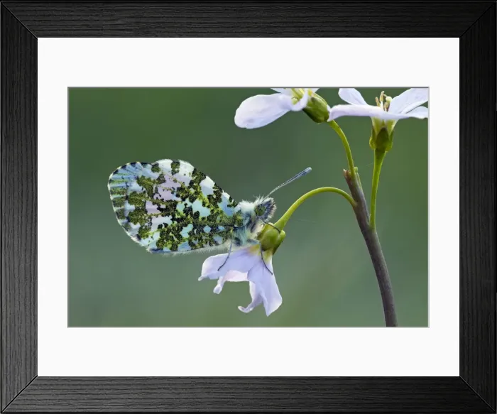 Framed Print : Orange Tip Butterfly - male resting on Lady's Smock flower - April - Cannock Chase, Staffordshire, England Framed Print : Orange Tip Butterfly - male resting on Lady's Smock flower - April - Cannock Chase, Staffordshire, England