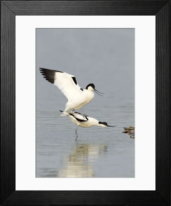 Framed Print : Avocet - standing in shallow water while mating with reflection - April - Texel - Netherlands Framed Print : Avocet - standing in shallow water while mating with reflection - April - Texel - Netherlands