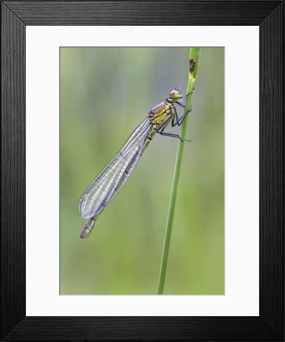 Framed Print : Red Eyed Damselfly - newly emerged and still in its teneral state - August - Cannock - Staffordshire - England Framed Print : Red Eyed Damselfly - newly emerged and still in its teneral state - August - Cannock - Staffordshire - England