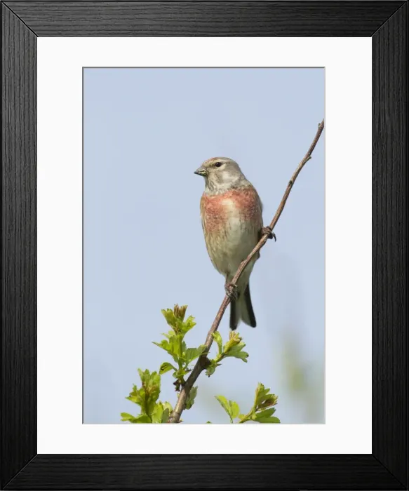 Framed Print : Linnet - male perched highup on Hawthorn bush in evening sunshine - May - Texel - Netherlands Framed Print : Linnet - male perched highup on Hawthorn bush in evening sunshine - May - Texel - Netherlands