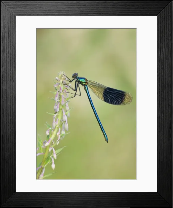 Framed Print : Banded Demoiselle - damselfly resting on willowherb - Cannock Chase - Staffordshire - England Framed Print : Banded Demoiselle - damselfly resting on willowherb - Cannock Chase - Staffordshire - England