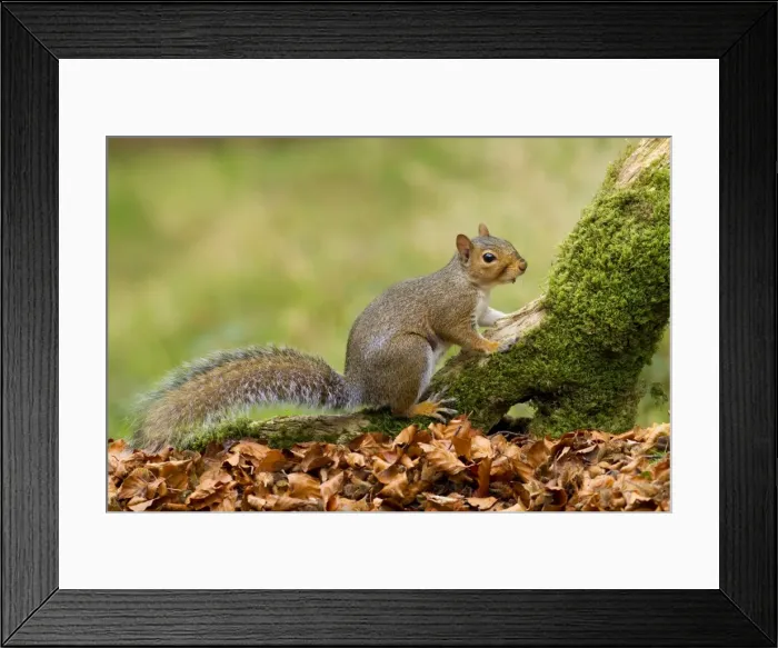 Framed Print : Grey Squirrel - looking for food amongst autumn leaves - October - Cannock Chase - Staffordshire - England Framed Print : Grey Squirrel - looking for food amongst autumn leaves - October - Cannock Chase - Staffordshire - England