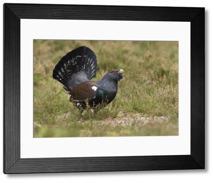 Framed Print : Capercaillie - male displaying - Scotland