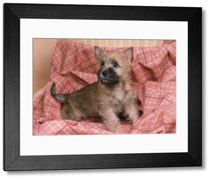 Framed Print : Cairn Terrier Dog Framed Print : Cairn Terrier Dog