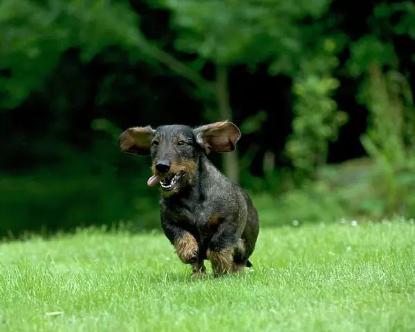 DOG - Standard wire haired dachshund - running through garden