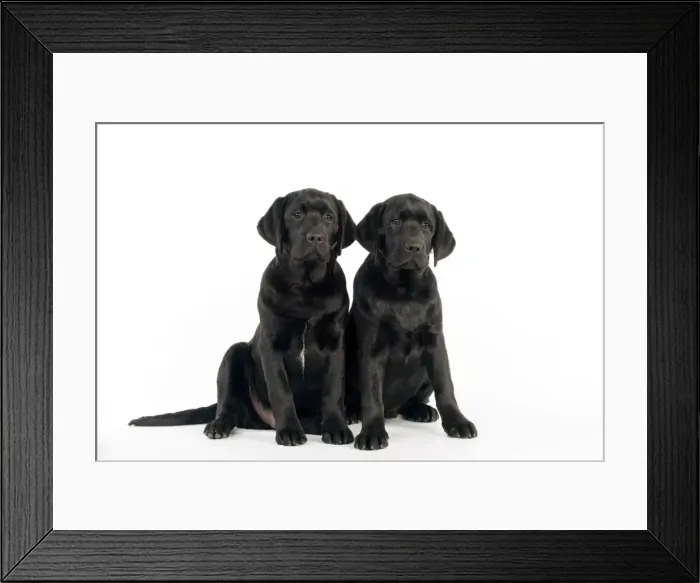 Framed Print : DOG - Black labradors sitting together