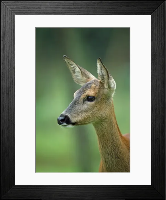 Framed Print : Roe Deer - female Framed Print : Roe Deer - female