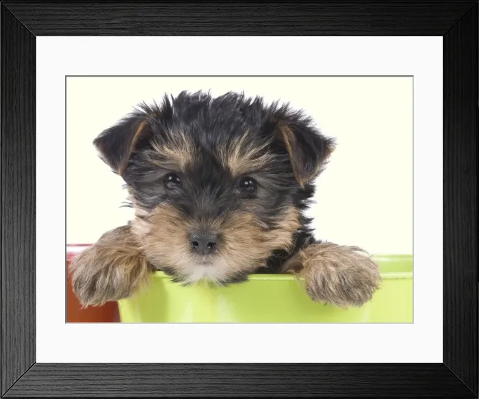 Framed Print : Dog - Yorkshire Terrier puppy - in flowerpot Manipulation: Background Colour changed from white Framed Print : Dog - Yorkshire Terrier puppy - in flowerpot Manipulation: Background Colour changed from white