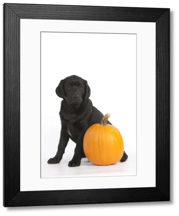 Framed Print : DOG - Black labrador sitting with a pumpkin Framed Print : DOG - Black labrador sitting with a pumpkin