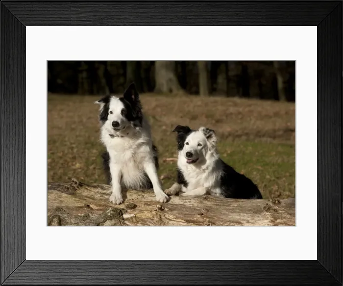 Framed Print : DOG - Border collies standing on a log next to each other Framed Print : DOG - Border collies standing on a log next to each other