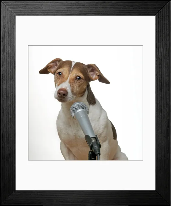 Framed Print : DOG - Jack russell terrier singing into microphone Framed Print : DOG - Jack russell terrier singing into microphone