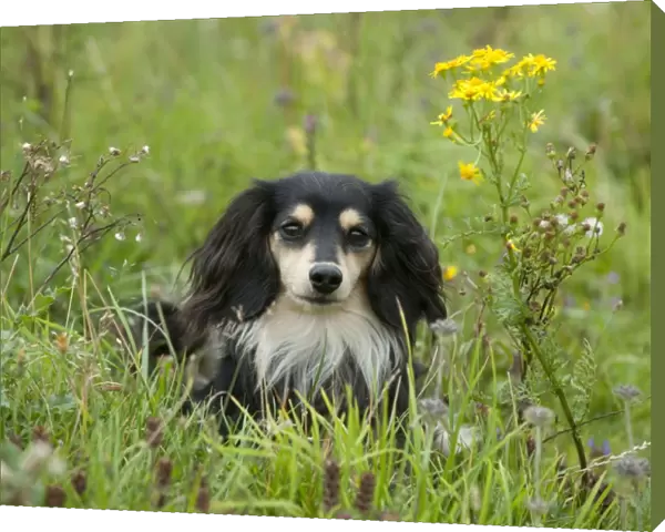 DOG - Miniature long haired dachshund