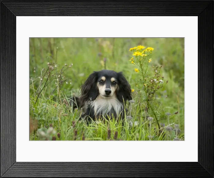 Framed Print : DOG - Miniature long haired dachshund Framed Print : DOG - Miniature long haired dachshund