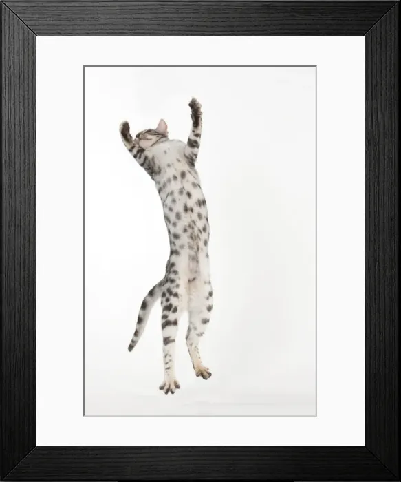 Framed Print : KITTENS - Bengal kitten 16 weeks Framed Print : KITTENS - Bengal kitten 16 weeks