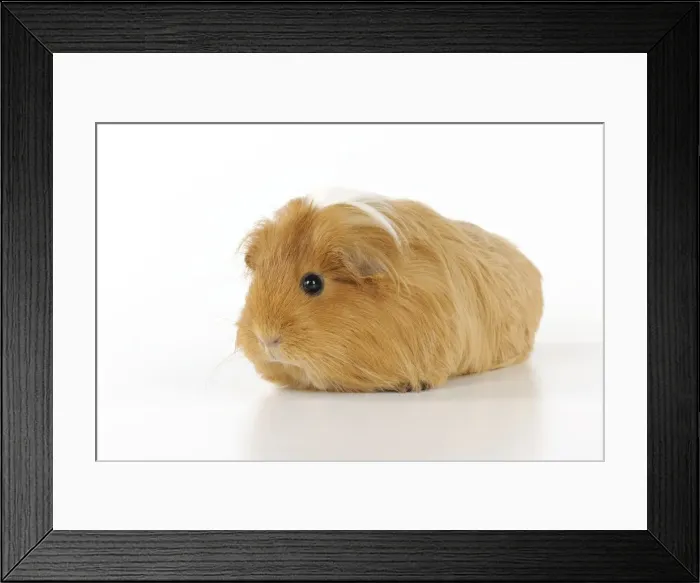 Framed Print : Guinea pig Framed Print : Guinea pig