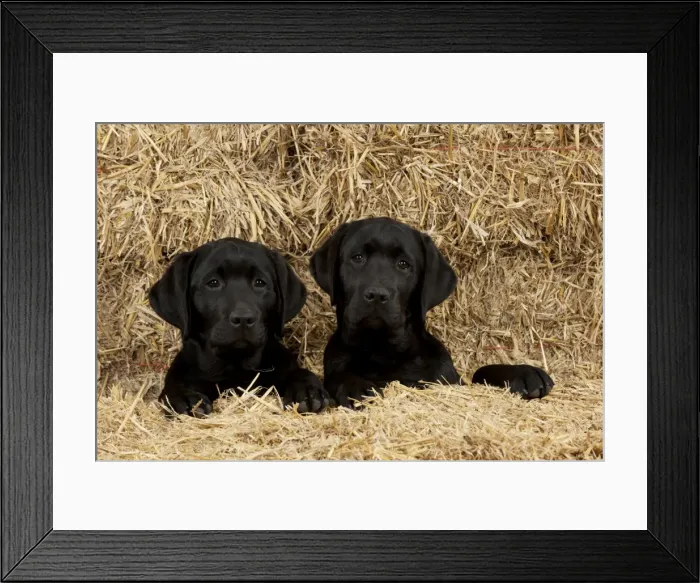 Framed Print : DOG - Black labradors sitting together in straw Framed Print : DOG - Black labradors sitting together in straw