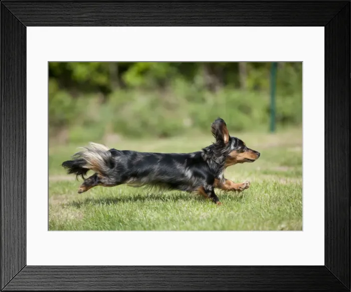 Framed Print : DOG - Miniature long haired dachshund running in garden Framed Print : DOG - Miniature long haired dachshund running in garden