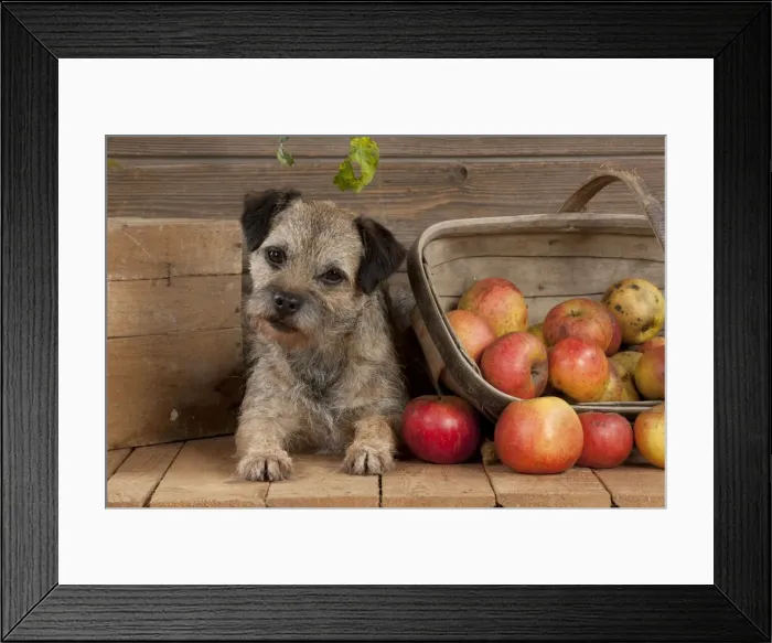 Framed Print : DOG - Border terrier laying next to basket of apples Framed Print : DOG - Border terrier laying next to basket of apples