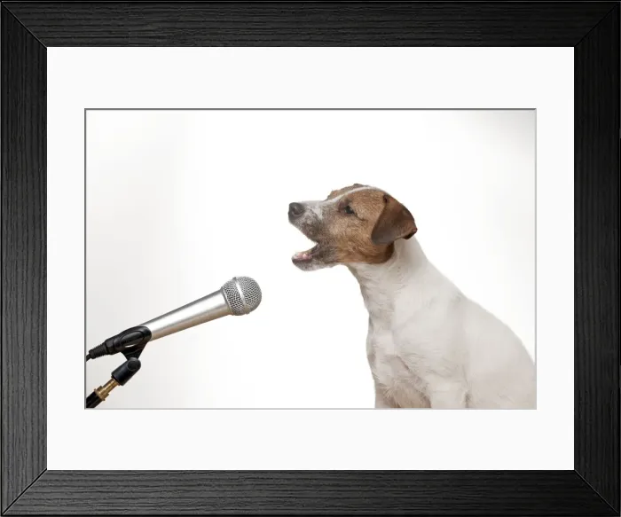 Framed Print : DOG - Parson jack russell terrier singing into microphone Framed Print : DOG - Parson jack russell terrier singing into microphone