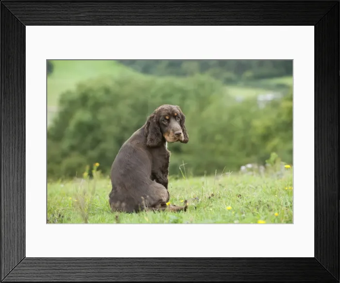 Framed Print : DOG - Cocker spaniel sitting looking over its shoulder Framed Print : DOG - Cocker spaniel sitting looking over its shoulder