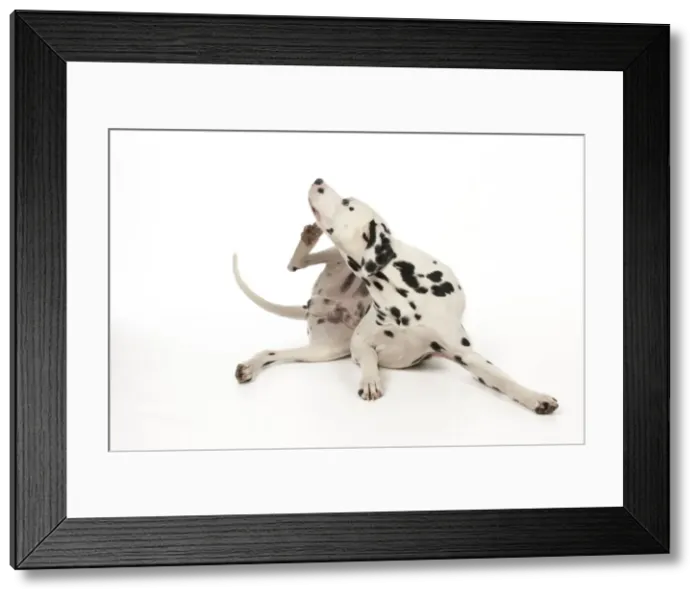 Framed Print : DOG - Dalmatian scratching itself Framed Print : DOG - Dalmatian scratching itself