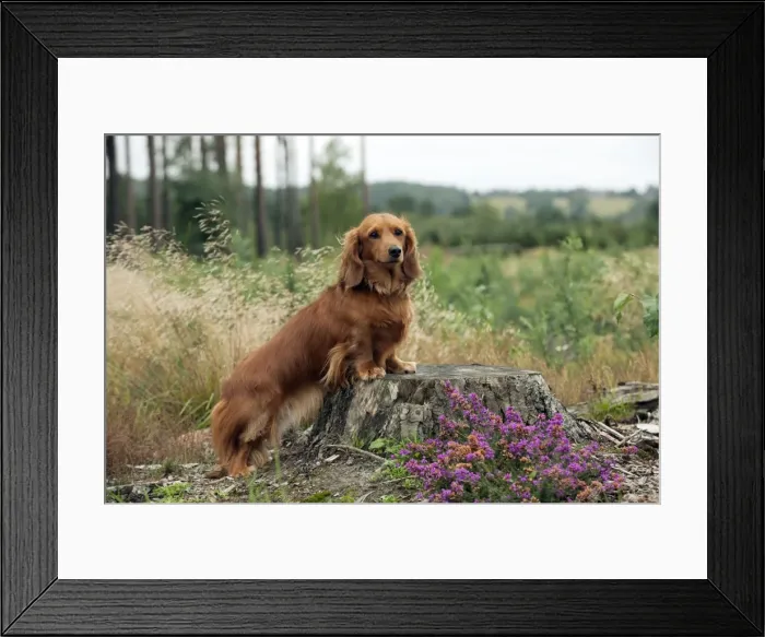 Framed Print : DOG - Miniature long haired dachshunds on a tree stump Framed Print : DOG - Miniature long haired dachshunds on a tree stump