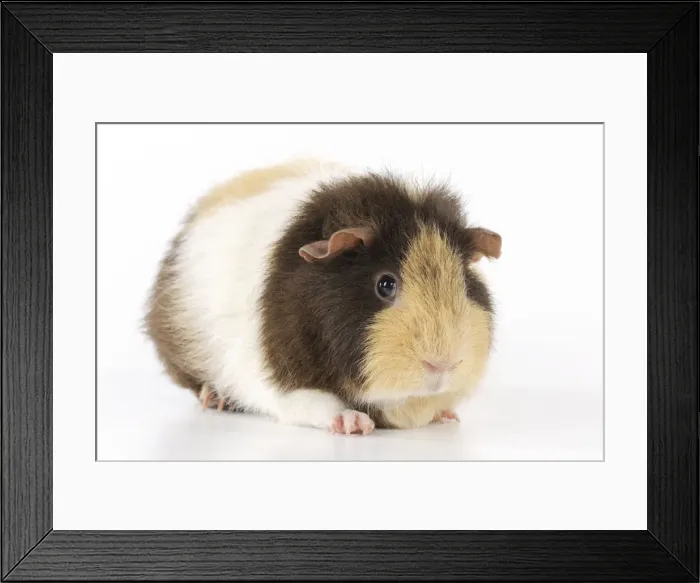 Framed Print : Guinea pig Framed Print : Guinea pig