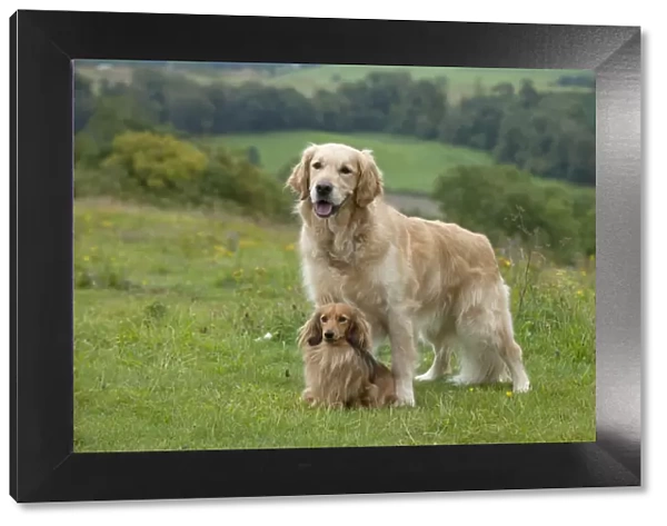 DOG - Golden retriever standing with miniature long haired dachshund between its front legs