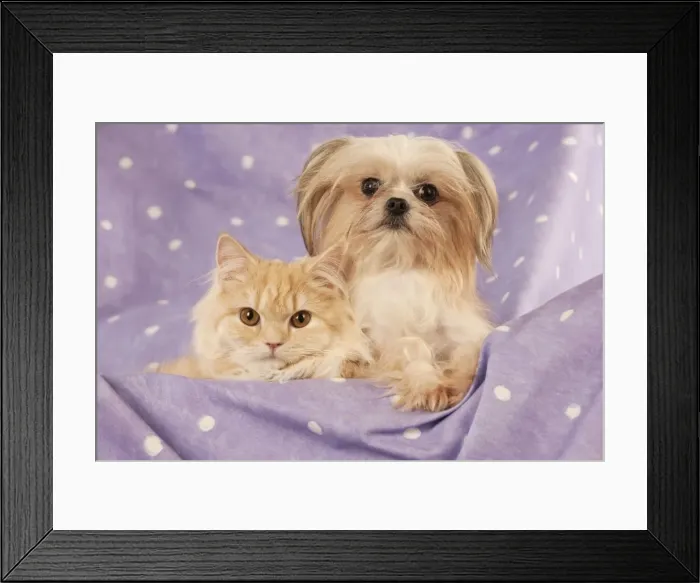 Framed Print : DOG & CAT - Cross breed dog sitting next to ginger cat Framed Print : DOG & CAT - Cross breed dog sitting next to ginger cat
