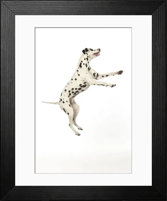 Framed Print : DOG - Dalmatian jumping Framed Print : DOG - Dalmatian jumping