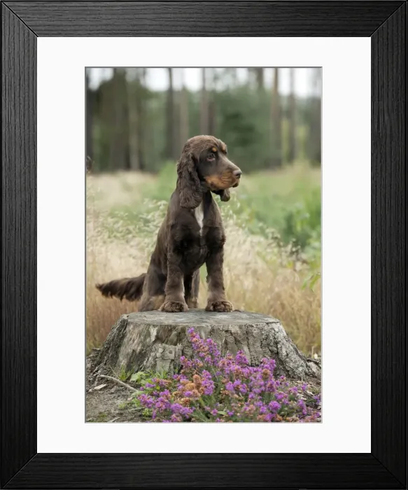 Framed Print : DOG - Cocker spaniel standing on tree stump Framed Print : DOG - Cocker spaniel standing on tree stump