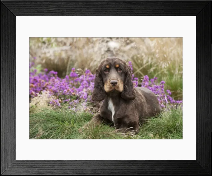 Framed Print : DOG - Cocker spaniel Framed Print : DOG - Cocker spaniel