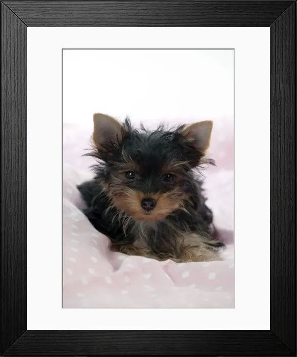 Framed Print : DOG - Yorkshire terrier puppy laying down Framed Print : DOG - Yorkshire terrier puppy laying down