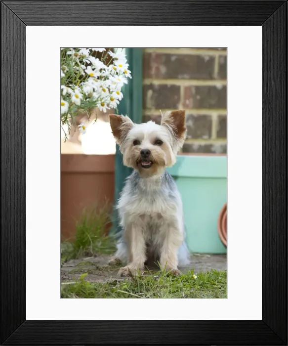 Framed Print : DOG - Yorkshire terrier sitting by plant pots Framed Print : DOG - Yorkshire terrier sitting by plant pots