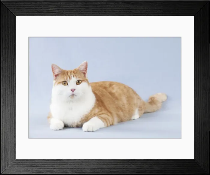 Framed Print : CAT - British Shorthair X Framed Print : CAT - British Shorthair X
