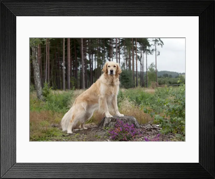 Framed Print : DOG - Golden retriever on tree stump Framed Print : DOG - Golden retriever on tree stump