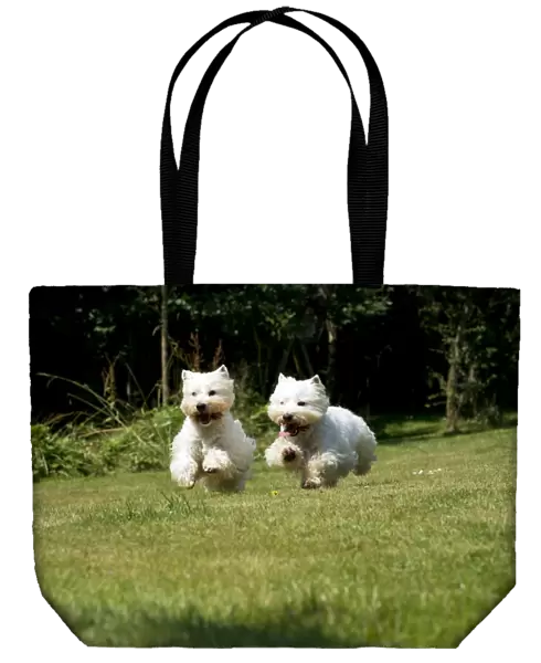DOG - West highland white terriers running in garden