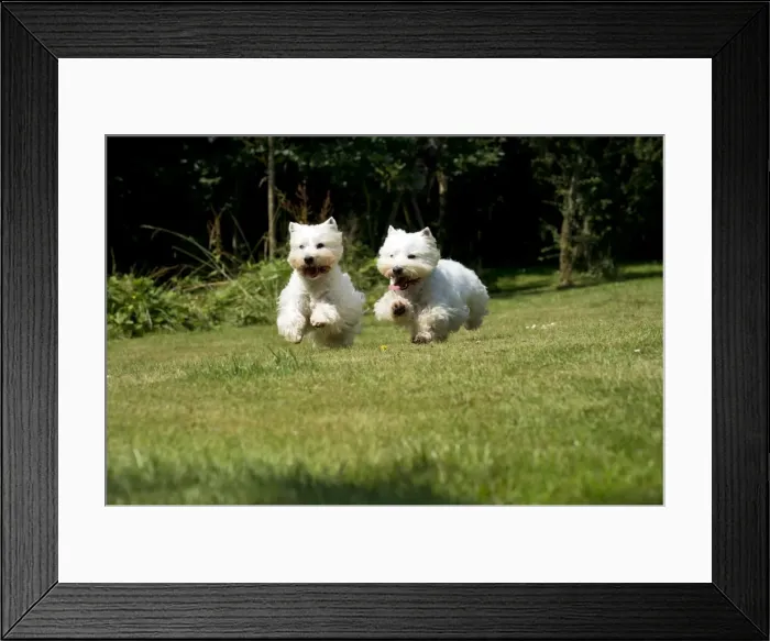 Framed Print : DOG - West highland white terriers running in garden Framed Print : DOG - West highland white terriers running in garden